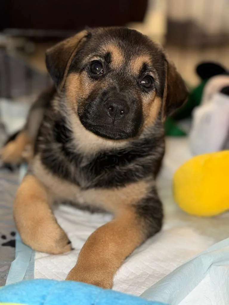 A baby large-sized female Shepherd dog named Hex for adoption in Phoenix, AZ