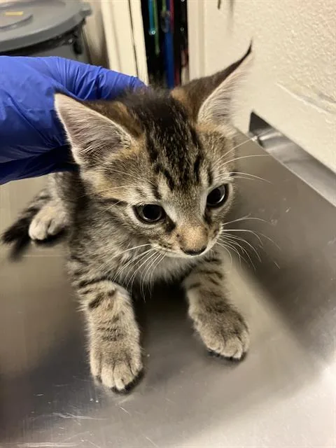 A baby small-sized male Domestic Short Hair cat named Mustard for adoption in Long Beach, CA