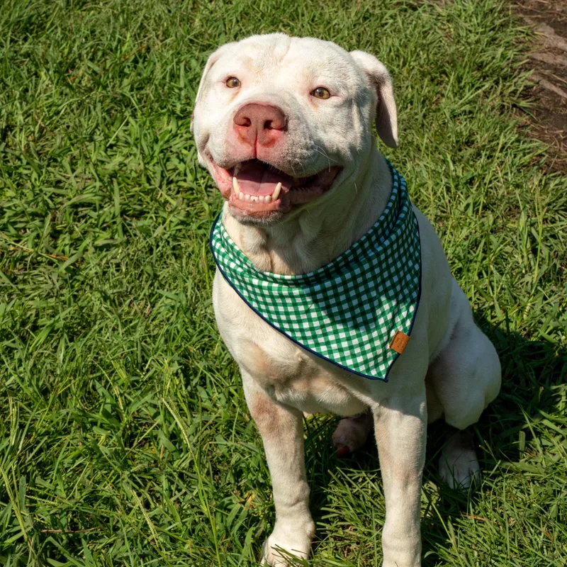 An adult medium-sized male White / Cream Mixed Breed dog named Philly for adoption in Myrtle Beach, SC