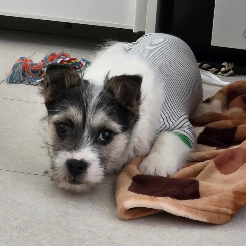 A baby small-sized male Schnauzer dog named Panda for adoption in DANVERS, MA