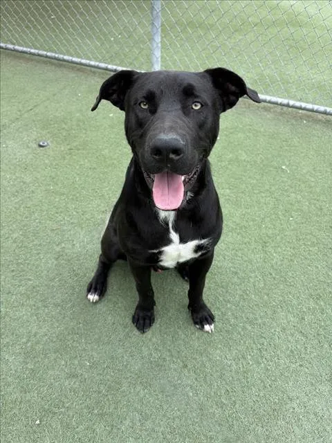 A young large-sized male Pit Bull Terrier dog named P.c. for adoption in Los Angeles, CA