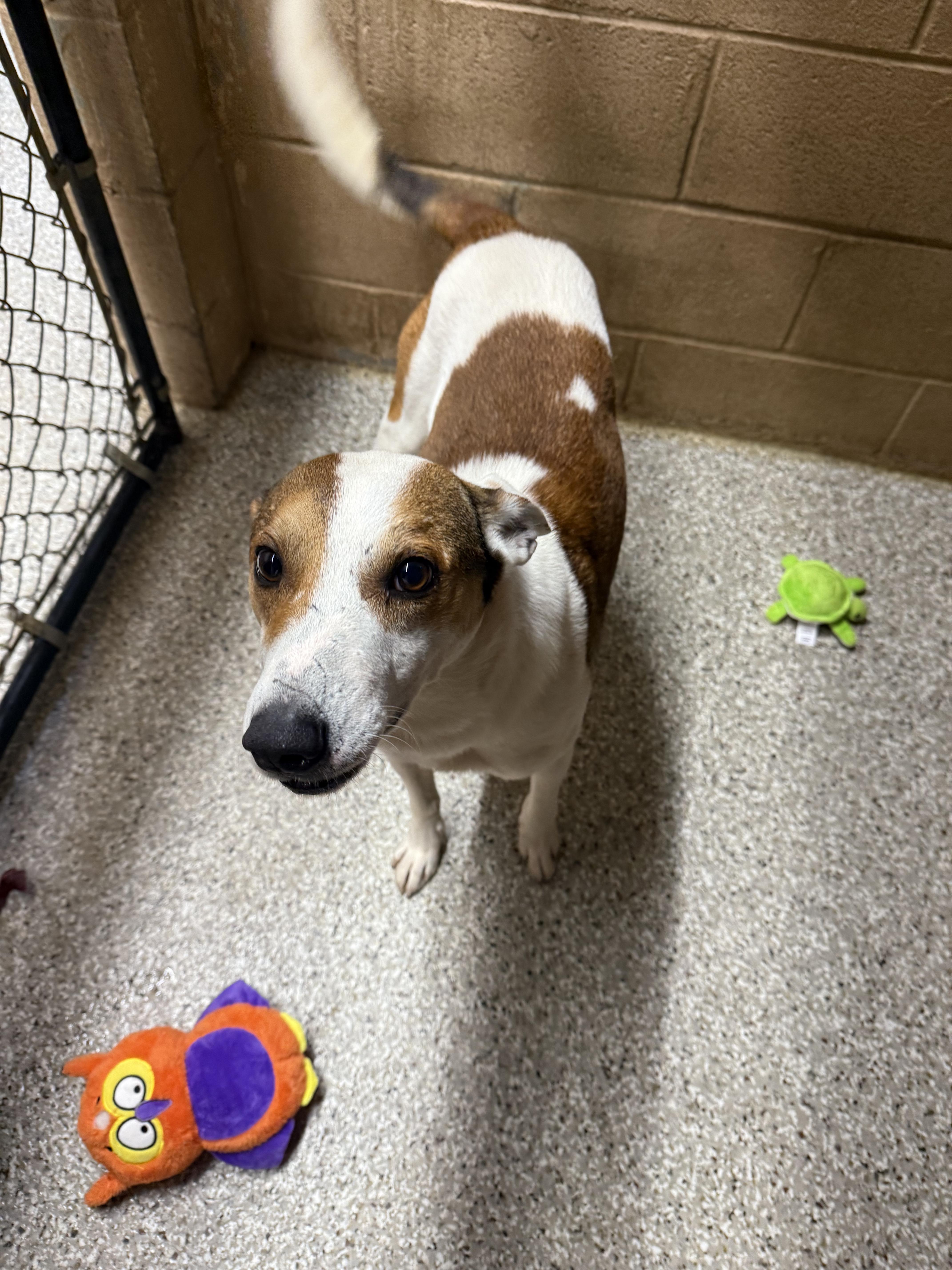 A young medium-sized male Bicolor Mixed Breed dog named Billy for adoption in Hendersonville, TN