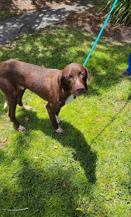 A young medium-sized male Brown / Chocolate Labrador Retriever dog named John for adoption in Valdosta, GA