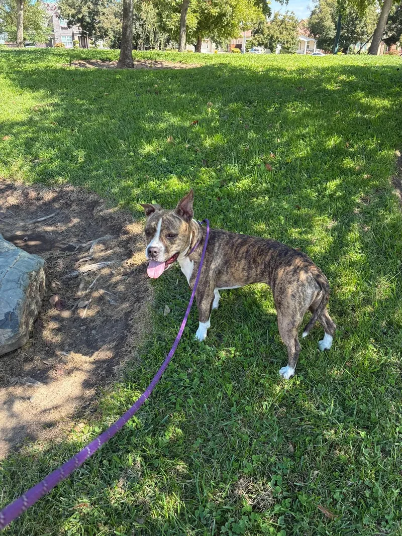 A young medium-sized female Brindle American Staffordshire Terrier dog named Siggy for adoption in tracy, CA