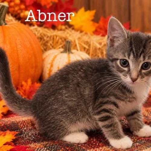 A baby small-sized male Domestic Short Hair cat named Abner for adoption in Seven Valleys, PA