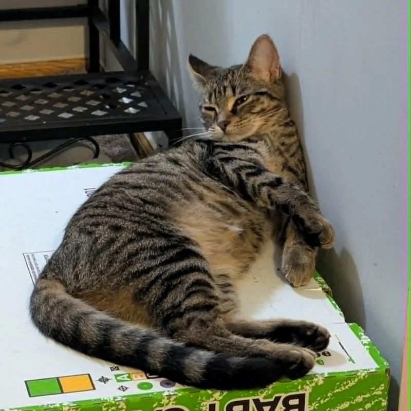 A young medium-sized female Tabby (Brown / Chocolate) Domestic Short Hair cat named Catnip for adoption in Lake Orion, MI