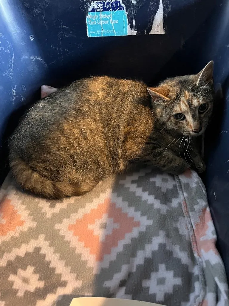 A young medium-sized female Domestic Short Hair cat named Ferret for adoption in Peru, NY