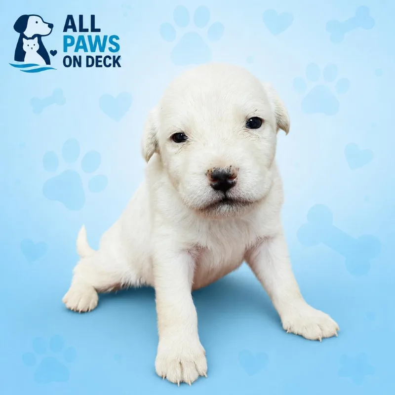 Huck thumbnail 2