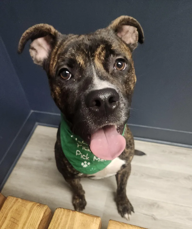 Slim Jim thumbnail 2