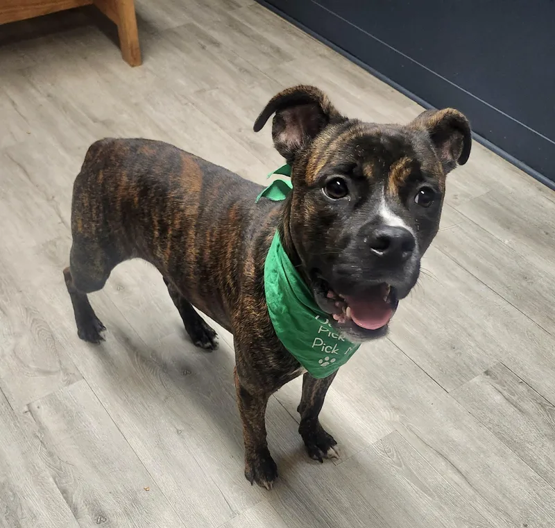 Slim Jim thumbnail 4