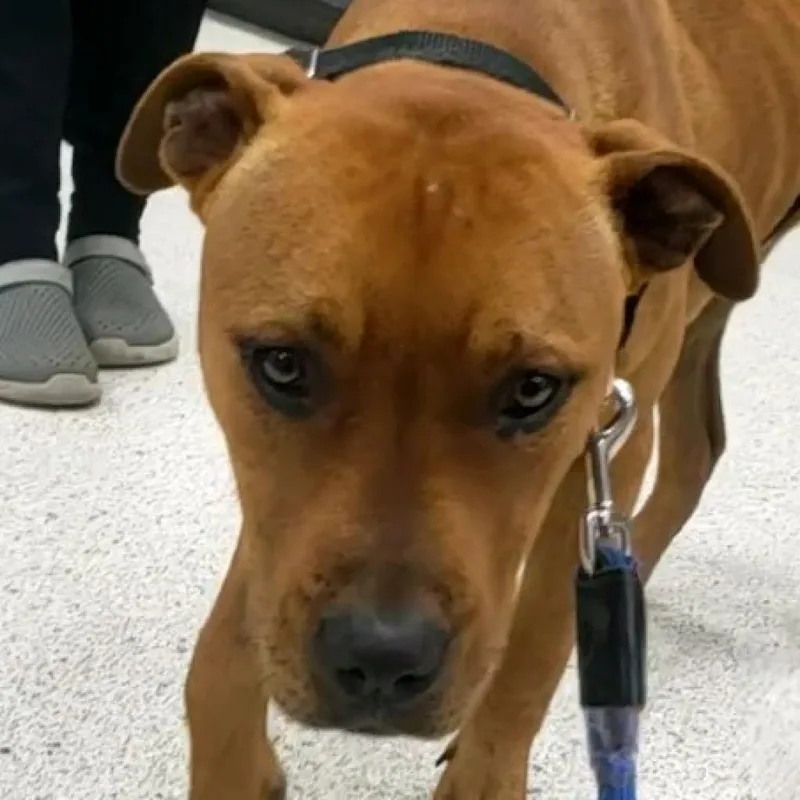 An adult medium-sized male Brown / Chocolate Mixed Breed dog named Copper for adoption in Jacksonville, FL
