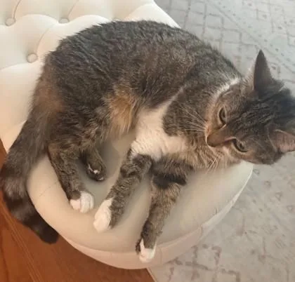 An adult small-sized female Domestic Short Hair cat named Luna the Lovely for adoption in Fairfax, VA