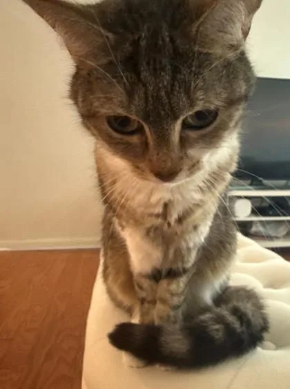 Luna the Lovely thumbnail 3