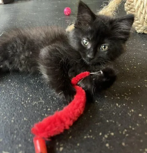 A baby small-sized female Black Domestic Medium Hair cat named JoJo for adoption in Kenosha, WI