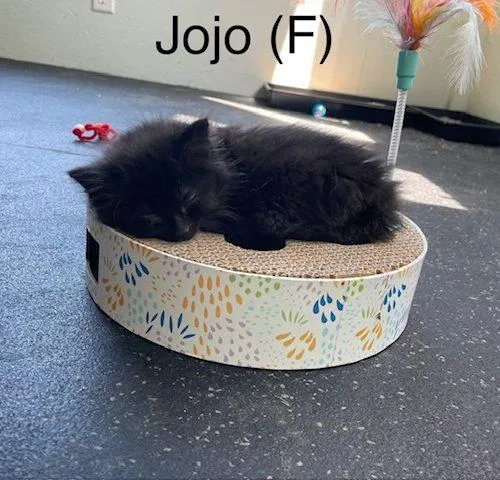 JoJo thumbnail 2