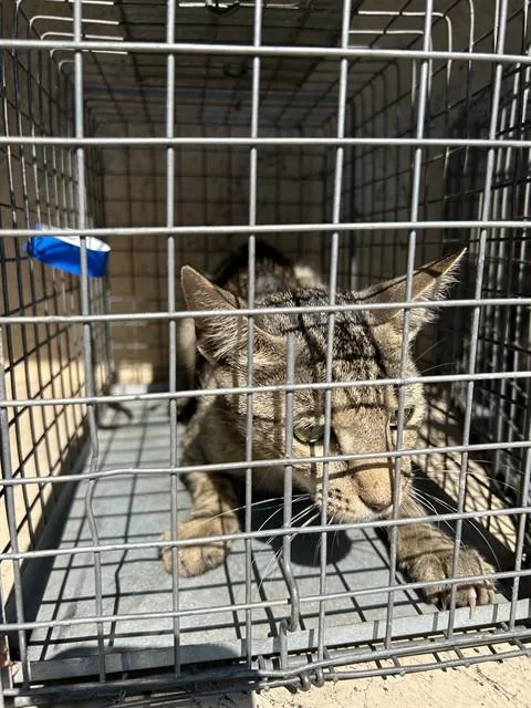 A young medium-sized female Domestic Short Hair cat named A for adoption in Oklahoma City, OK