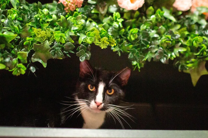 A young medium-sized male Domestic Short Hair cat named Peter for adoption in Kennebunk , ME