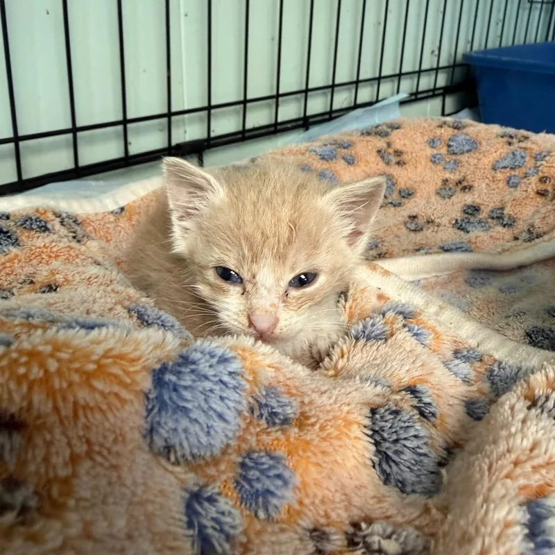 A baby small-sized male Buff / Tan / Fawn Domestic Short Hair cat named Tony for adoption in West Point, MS