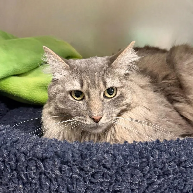 A young small-sized female Domestic Long Hair cat named Mushy for adoption in State College, PA