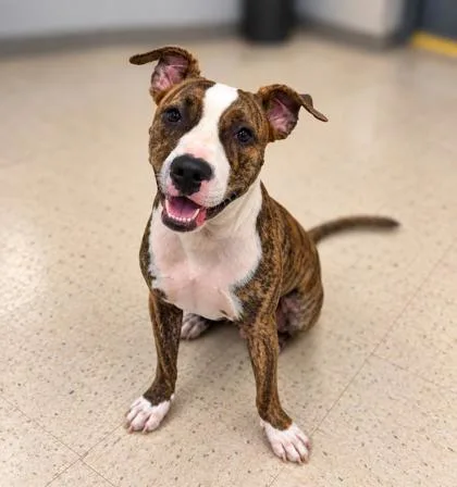 An adult medium-sized female Mixed Breed dog named Berry for adoption in Gulfport, MS