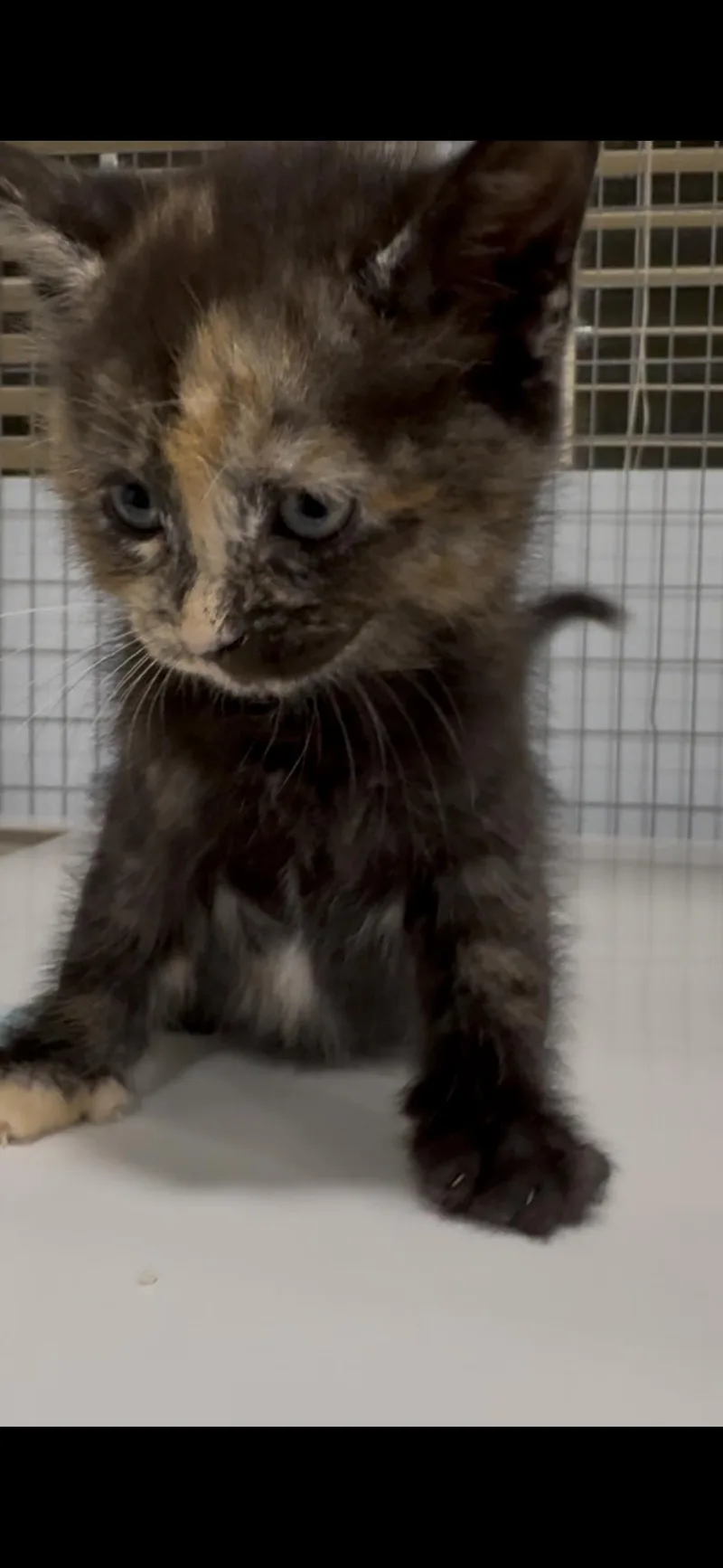A baby small-sized female Domestic Long Hair cat named Wynette X for adoption in Winder, GA