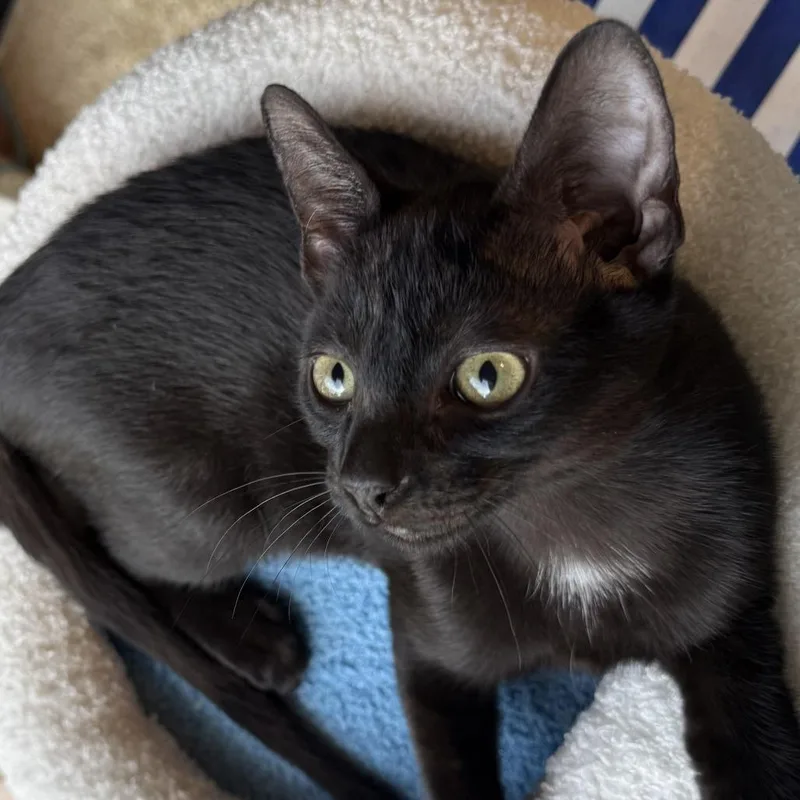 A baby medium-sized male Black Domestic Short Hair cat named Luigi for adoption in Jupiter, FL