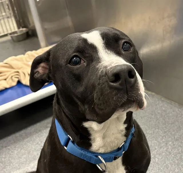 An adult medium-sized female Mixed Breed dog named Hunter for adoption in Dallas, TX