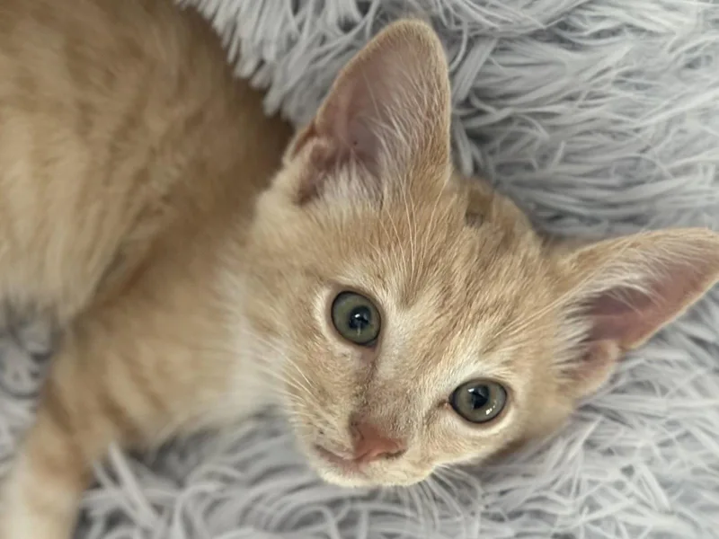 A baby small-sized male Buff / Tan / Fawn Domestic Short Hair cat named Lemmy for adoption in Cookeville, TN
