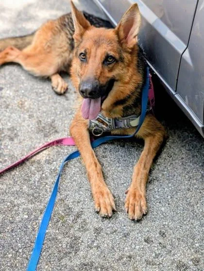 An adult large-sized female German Shepherd Dog dog named Reina for adoption in Shawano, WI