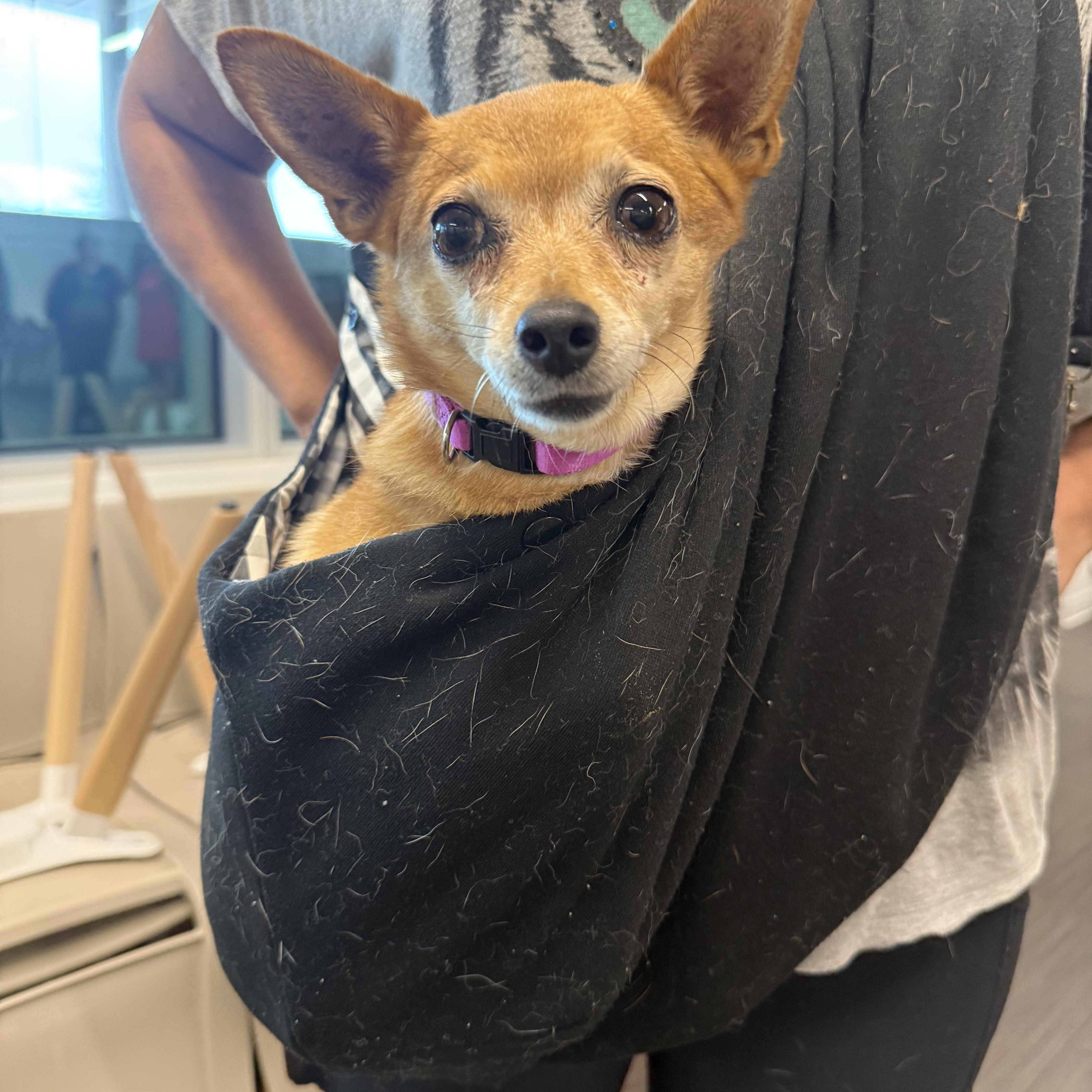An adult small-sized female Golden Chihuahua dog named Abbie for adoption in Phoenix, AZ