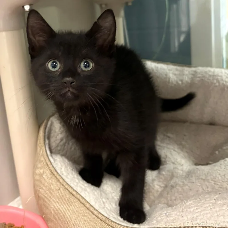 A baby small-sized male Black Domestic Short Hair cat named Nipsey for adoption in East Hanover, NJ