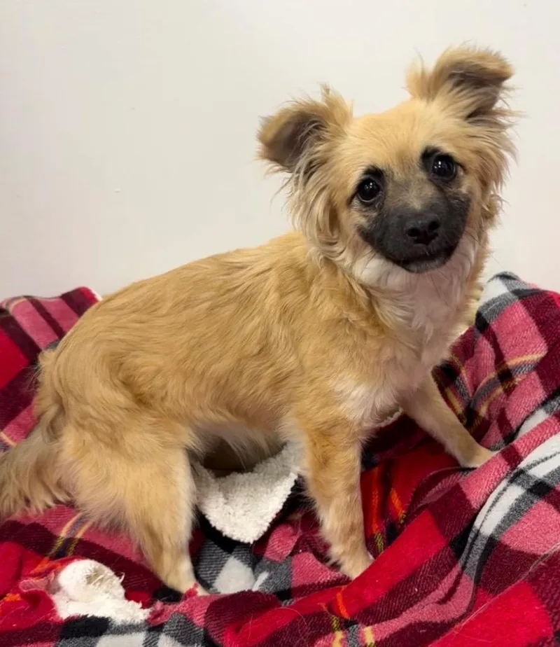 A baby small-sized female Mixed Breed dog named Maddie for adoption in Thousand Oaks, CA