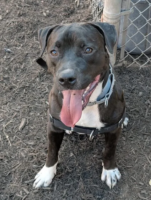 An adult large-sized male Mixed Breed dog named Rumble for adoption in Austin, TX