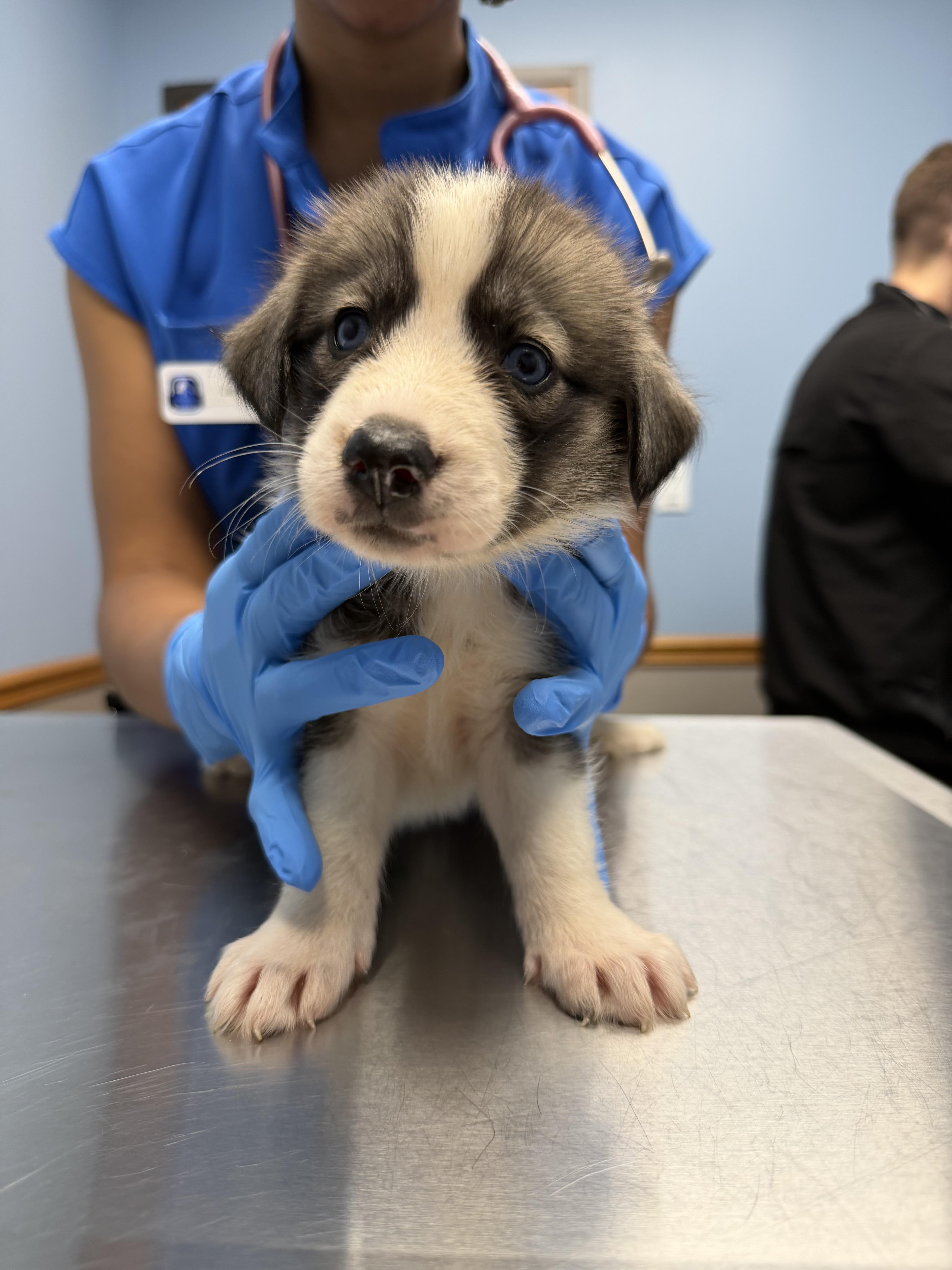 A baby large-sized female Great Pyrenees dog named Bibble HTX for adoption in Quinlan, TX