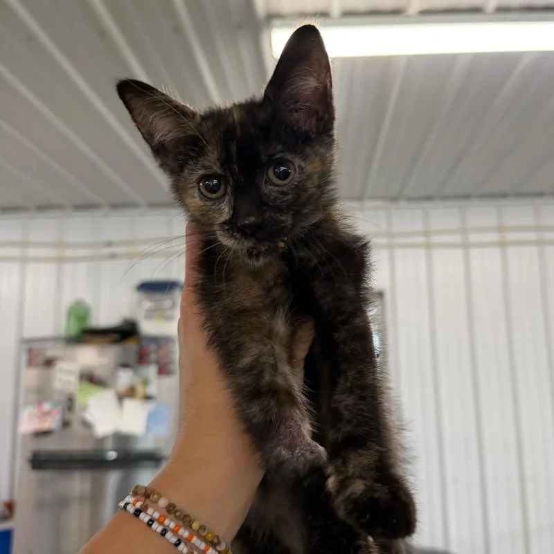 A baby small-sized female Tortoiseshell Domestic Short Hair cat named Chimera for adoption in Spanish Fork, UT