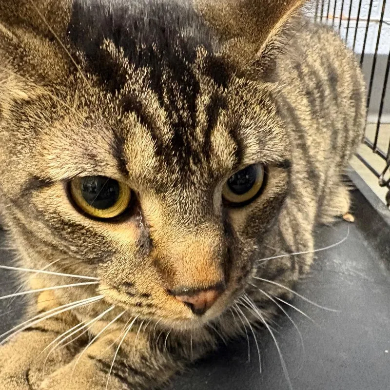 A young large-sized male Brown / Chocolate Domestic Short Hair cat named Shadow for adoption in DeKalb, IL