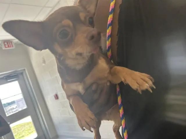 A young small-sized female Chihuahua dog named Brookie for adoption in Ocala, FL