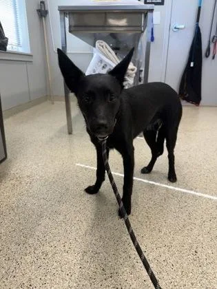 An adult medium-sized female Mixed Breed dog named Willow for adoption in Lafayette, IN