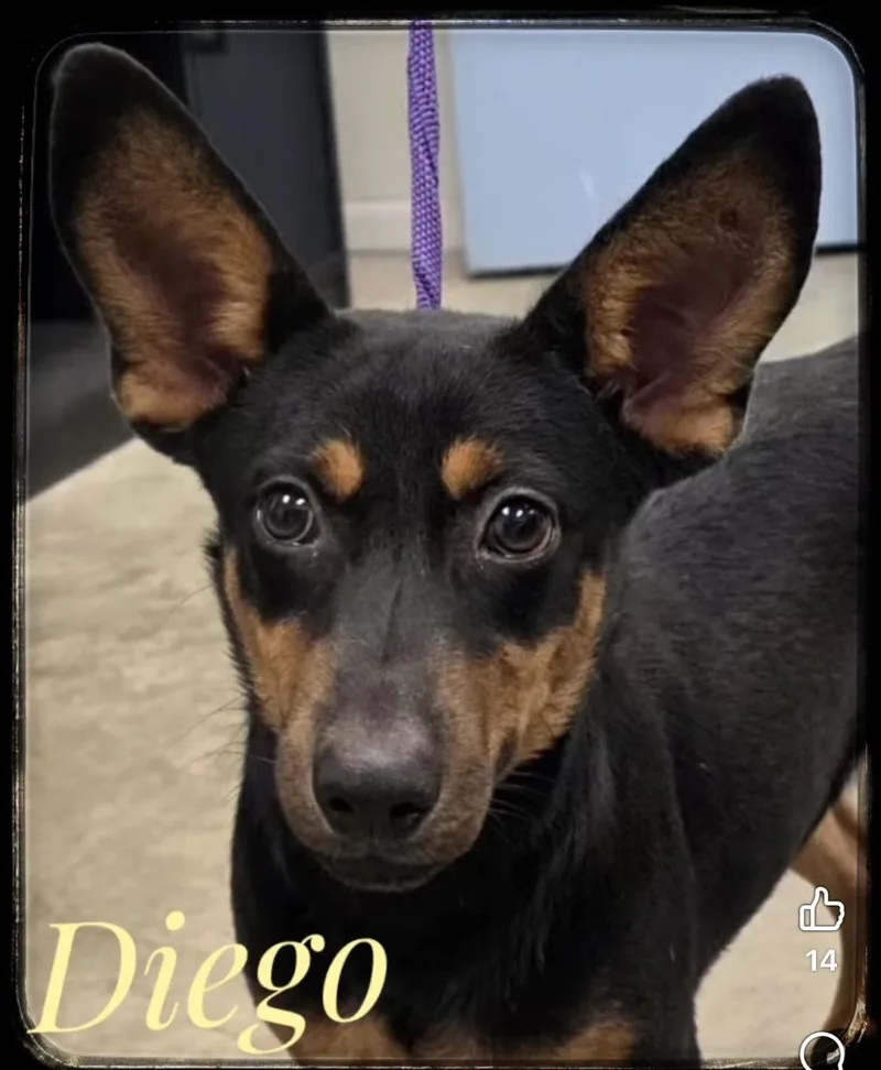 Diego