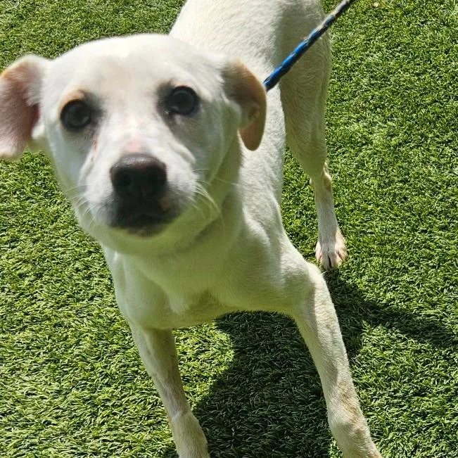 An adult small-sized female White / Cream Chihuahua dog named Paula for adoption in LOXAHATCHEE, FL