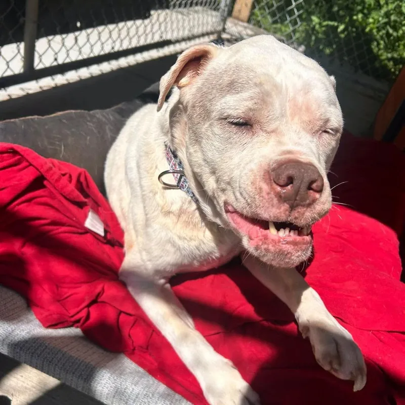 An adult medium-sized female White / Cream Mixed Breed dog named Mya for adoption in Warren, OH