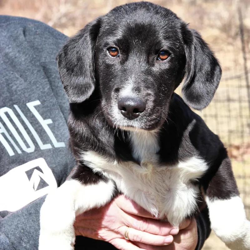 Ct Dragon thumbnail 5