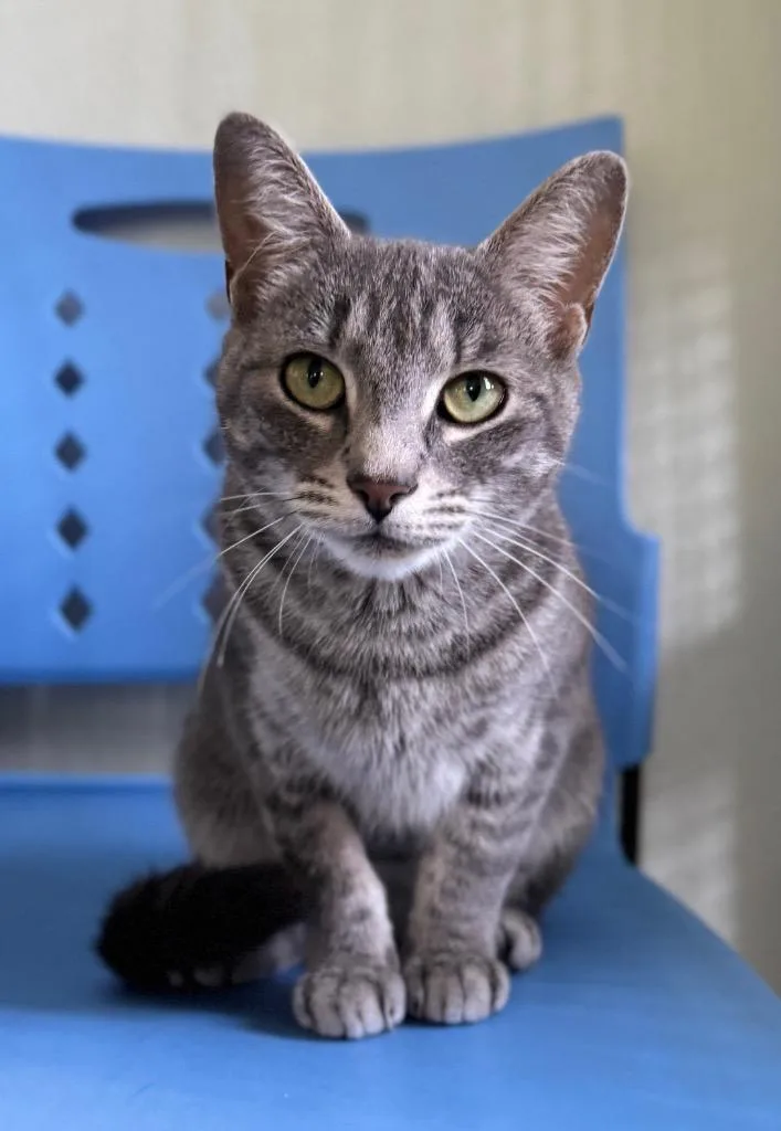 A young medium-sized female Domestic Short Hair cat named Bronwyn for adoption in Cumberland, ME
