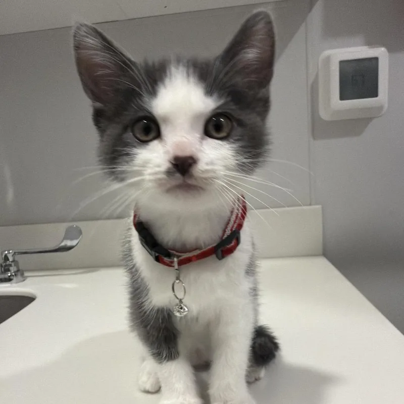 A baby small-sized male White Domestic Short Hair cat named Munch for adoption in Winston Salem, NC