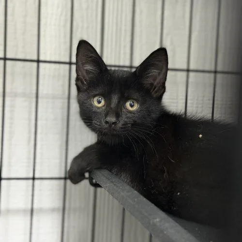 A baby small-sized male Domestic Short Hair cat named Anakin for adoption in Edmond, OK