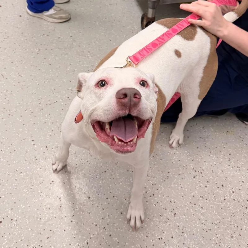 A senior medium-sized female White / Cream Pit Bull Terrier dog named Zola for adoption in Indianapolis, IN