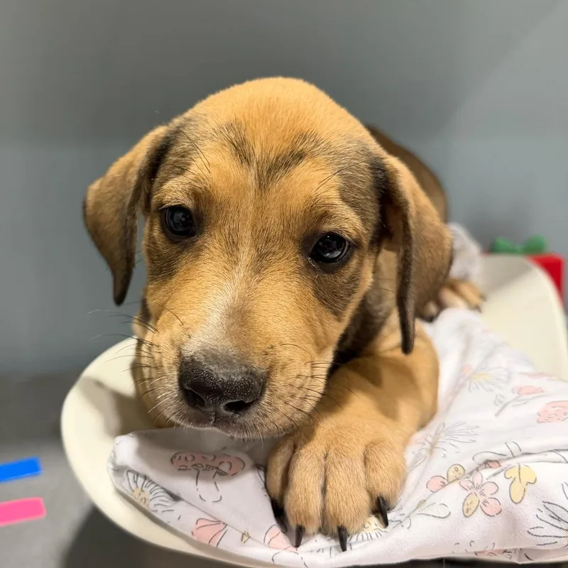 A baby small-sized female Yellow / Tan / Blond / Fawn Mixed Breed dog named Tangelo for adoption in Chattanooga, TN