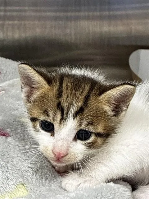 A baby small-sized male Domestic Short Hair cat named Vincent for adoption in Fort Lauderdale, FL