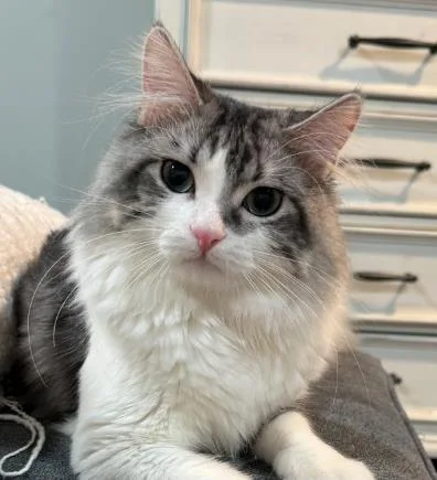 An adult large-sized male Domestic Long Hair cat named Lo for adoption in Kansas City, MO