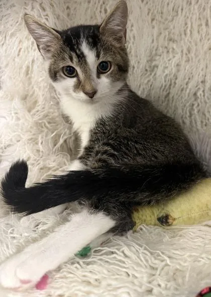 A baby small-sized male Domestic Short Hair cat named Tenor for adoption in Conway, SC